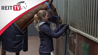 Reiten lernen Das Pferd anbinden [upl. by Soph]