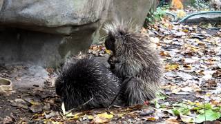 Porcupine Mating [upl. by Alia]