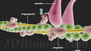 Muscle Contraction 3D [upl. by Anelaf935]