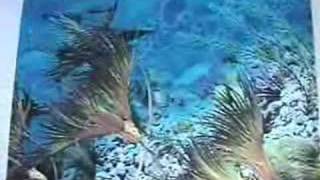 Introduction to Fossil Crinoids part 1 [upl. by Lowney499]