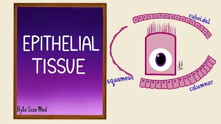 Epithelial Tissue  Epithelial cells  Classification  Histology [upl. by Stringer775]