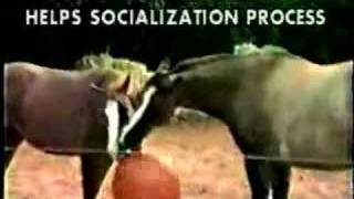 Horseballs® Video Introduction [upl. by Brie]