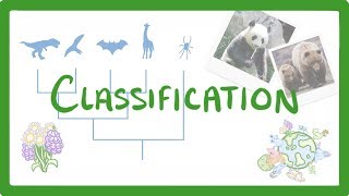 GCSE Biology  Classification 80 [upl. by Charo]