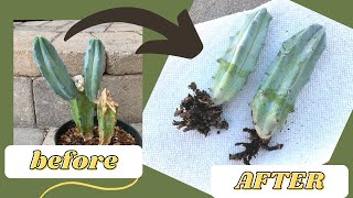 How to Root a Cactus Offset WITH RESULTS  Propagate a Cactus [upl. by Docilu]