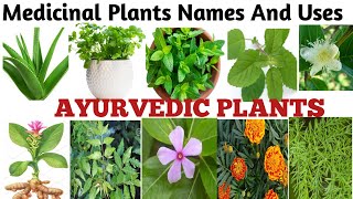 Medicinal Plants And their Uses 20 Ayurvedic Plants Name Medicinal Herbs You Can GrowPlants [upl. by Gipson491]