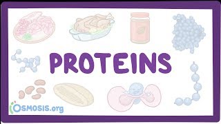 Proteins [upl. by Ellenid]