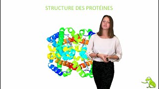 Structure des protéines [upl. by Bartosch160]