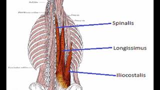 Two Minutes of Anatomy Erector Spinae AKA Paraspinals [upl. by Athalla141]