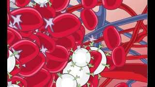 Video 1 Blood and the Immune System Overview [upl. by Lotz42]