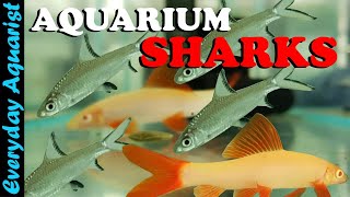 Can You Keep a SHARK in an AQUARIUM 4 Types of Freshwater Shark Fish [upl. by Pesek]