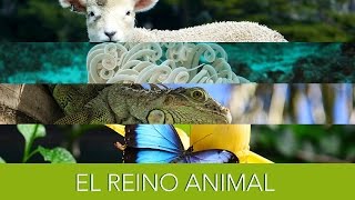 El Reino Animal [upl. by Jovita]