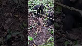 BRUTAL CHIMPANZEES OF MAHALE [upl. by Milford]