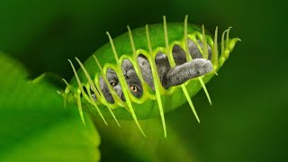 10 Deadly Plants That Eat Animals [upl. by Limann]