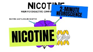 2Minute Neuroscience Nicotine [upl. by Imoyn112]