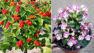 15 BLOCKBUSTER Plants that Bloom ALL Year Around [upl. by Ahsyen989]