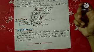 Larval forms of Echinodermata notes  Bsc [upl. by Ennoirb893]