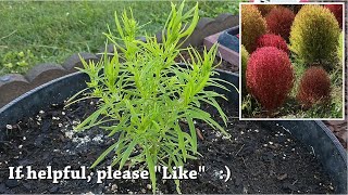 Kochia Scoparia Trichophylla  Burning Bush Plant [upl. by Fortunato645]