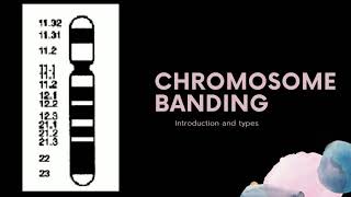 Chromosome Banding [upl. by Allissa]