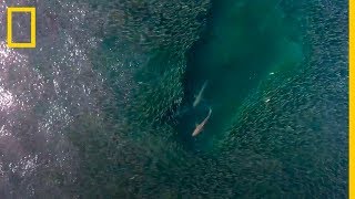 GRUPO de TIBURONES devora un BANCO DE PECES  National Geographic en Español [upl. by Granthem]