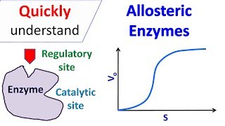 Allosteric enzymes [upl. by Aniluj]