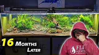 1000 shrimp INTO MONSTER 480 AQUARIUM 16 months later [upl. by Draude]