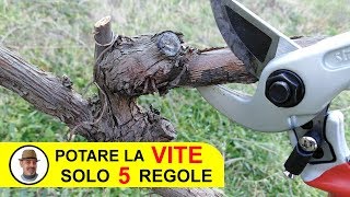 POTARE LA VITE SOLO 5 REGOLE [upl. by Stuppy]