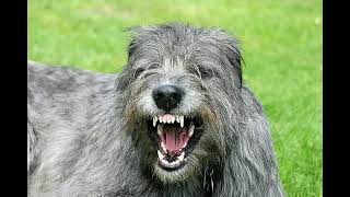 Irish Wolfhound  big dog breed [upl. by Ontine]