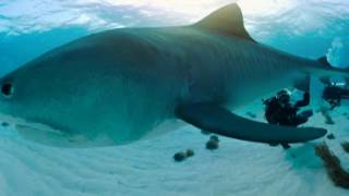 Nadar con tiburones  360°  Nat Geo [upl. by Ogdon787]