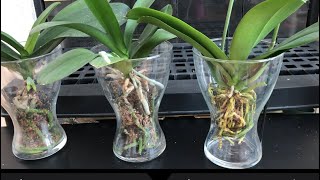 兰花  更容易的半水苔种植过程repotting orchids in sphagnum moss [upl. by Morten]