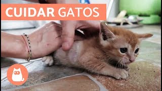 Cómo cuidar un GATO CACHORRO [upl. by Allenad]