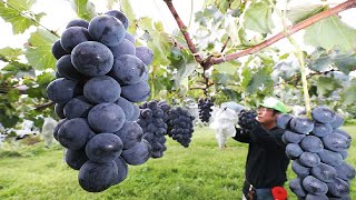 Colorful Japanese Grape Garden  Famous and Expensive Grape Harvest  Japanese Grape Farm [upl. by Aicenev]