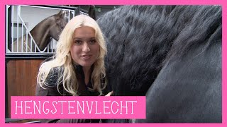 Hengstenvlecht  PaardenpraatTV [upl. by Newell240]