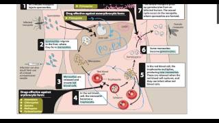 Anti malarial drugs  Best video explaination [upl. by Inol]