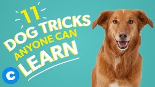 11 Dog Tricks Anyone Can Learn  Chewy [upl. by Alitha475]