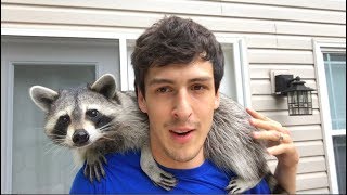 Living With A Raccoon 1 Year Update [upl. by Adhern]