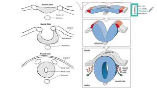 CNS Embryology [upl. by Schlosser]