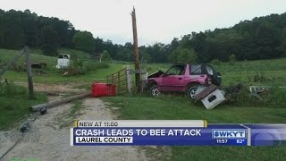 Crash leads to bee attack [upl. by Aihcats913]