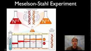 MeselsonStahl Experiment [upl. by Felic]