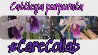 🌸 Cattleya Laelia purpurata  Care tips and repotting CareCollab [upl. by Adliw]