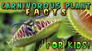 Carnivorous Plant Facts for Kids [upl. by Llevron710]