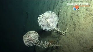 Stalked Crinoids Dominica  Chapman Expeditions [upl. by Jarnagin]