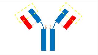 Bioquímica  Estructura de los anticuerpos [upl. by Mendy936]