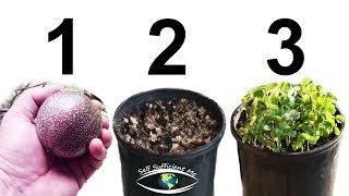 How to Grow Passion Fruit from SEED [upl. by Ardnnek789]