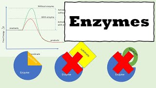 Enzymes  How Enzymes Work  Enzyme kinetics [upl. by Peisch439]