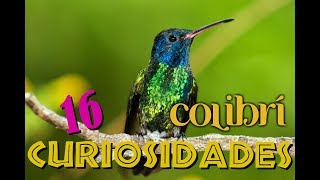 16 ASOMBROSAS CURIOSIDADES DEL COLIBRÍ [upl. by Ontine]