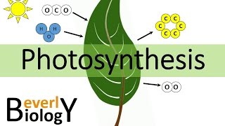 Photosynthesis [upl. by Cul690]