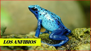 Los anfibios y sus característica  Animales Anfibios [upl. by Atimad248]