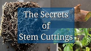 The Secrets of Stem Cuttings Propagation [upl. by Idzik462]