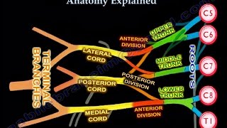 Brachial Plexus Brachial Plexus anatomy [upl. by Knowland574]