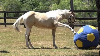 Teach Your Horse To Play With A Ball [upl. by Gregson]